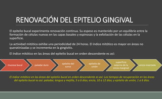 RENOVACIÓN DEL EPITELIO GINGIVAL
El epitelio bucal experimenta renovación continua. Su espeso es mantenido por un equilibrio entre la
formación de células nuevas en las capas basales y espinosas y la exfoliación de las células en la
superficie.
La actividad mitótica exhibe una periodicidad de 24 horas. El índice mitótico es mayor en áreas no
queratinizadas y se incrementa en la gingivitis.
El índice mitótico en las áreas del epitelio bucal en orden descendente es así:
El índice mitótico en las áreas del epitelio bucal en orden descendente es así: Los tiempos de recuperación en las áreas
del epitelio bucal es así: paladar, lengua y mejilla, 5 a 6 días; encía, 10 a 12 días; y epitelio de unión, 1 a 6 días.
mucosa bucal paladar duro
epitelio del
surco
epitelio de
unión
superficie
externa de la
encía marginal
encía insertada
 