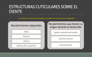 ESTRUCTURAS CUTICULARES SOBRE EL
DIENTE
Recubrimientos adquiridos
Saliva
Baterias
Cálculo
Machas de la superficie
Recubrimientos que tienen su
origen durante el desarrollo
Epitelio reducido del esmalte
Cemento coronal
Cutícula dental
“La cutícula es una estructura fina y acelular con una matriz homogénea”.
 