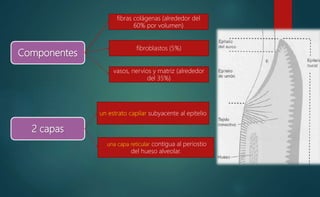 Componentes
fibras colágenas (alrededor del
60% por volumen)
fibroblastos (5%)
vasos, nervios y matriz (alrededor
del 35%)
2 capas
un estrato capilar subyacente al epitelio
una capa reticular contigua al periostio
del hueso alveolar.
 