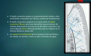  El tejido conectivo posee un comportamiento celular y otro
extracelular compuesto por fibras y sustancias fundamental.
 El tejido conjuntivo gingival es en gran parte un tejido
conjuntivo fibroso que tiene elementos que provienen de
manera directa de la mucosa bucal del tejido conjuntivo, así
como algunas fibras (dentogingivales) que se originan en el
folículo dental en desarrollo.
 La sustancia fundamental llena el espacio entre las fibras y
las células, es amorfa y tiene un alto contenido de agua.
 