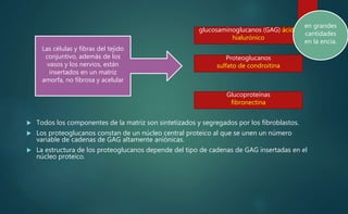  Todos los componentes de la matriz son sintetizados y segregados por los fibroblastos.
 Los proteoglucanos constan de un núcleo central proteico al que se unen un número
variable de cadenas de GAG altamente aniónicas.
 La estructura de los proteoglucanos depende del tipo de cadenas de GAG insertadas en el
núcleo proteico.
Las células y fibras del tejido
conjuntivo, además de los
vasos y los nervios, están
insertados en un matriz
amorfa, no fibrosa y acelular
glucosaminoglucanos (GAG) ácido
hialurónico
Proteoglucanos
sulfato de condroitina
Glucoproteínas
fibronectina
en grandes
cantidades
en la encía.
 