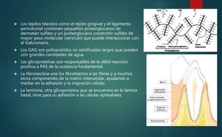  Los tejidos blandos como el tejido gingival y el ligamento
periodontal contienen pequeños proteoglucanos de
dermatán sulfato y un proteoglucano condroitín sulfato de
mayor peso molecular (versicán) que puede interaccionar con
el hialuronano.
 Los GAG son polisacáridos no ramificados largos que pueden
unir grandes cantidades de agua.
 Las glicoproteínas son responsables de la débil reacción
positiva a PAS de la sustancia fundamental.
 La fibronectina une los fibroblastos a las fibras y a muchos
otros componentes de la matriz intercelular, ayudando a
mediar en la adhesión y la migración celular.
 La laminina, otra glicoproteína que se encuentra en la lamina
basal, sirve para su adhesión a las células epitealiales.
 