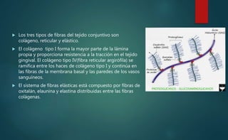  Los tres tipos de fibras del tejido conjuntivo son
colágeno, reticular y elástico.
 El colágeno tipo I forma la mayor parte de la lámina
propia y proporciona resistencia a la tracción en el tejido
gingival. El colágeno tipo IV(fibra reticular argirófila) se
ramifica entre los haces de colágeno tipo I y continúa en
las fibras de la membrana basal y las paredes de los vasos
sanguíneos.
 El sistema de fibras elásticas está compuesto por fibras de
oxitalán, elaunina y elastina distribuidas entre las fibras
colágenas.
 