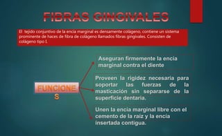 Aseguran firmemente la encía
marginal contra el diente
Proveen la rigidez necesaria para
soportar las fuerzas de la
masticación sin separarse de la
superficie dentaria.
Unen la encía marginal libre con el
cemento de la raíz y la encía
insertada contigua.
El tejido conjuntivo de la encía marginal es densamente colágeno, contiene un sistema
prominente de haces de fibra de colágeno llamados fibras gingivales. Consisten de
colágeno tipo I.
 