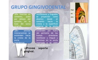 GRUPO GINGIVODENTAL
Provee soporte
gingival.
Se insertan en
cemento, justo
por debajo del
epitelio, en la
base del surco
gingival.
También se
extienden por fuera
del periostio de los
huesos alveolares
vestibular y lingual y
terminan en la encía
insertada o se unen
con el periostio.
En las superficies
vestibulares y linguales
se proyectan como
abanico desde el
cemento hacia la
cresta y la superficie
externa de la encía
marginal.
En sentido
interproximal, se
extienden hacia
la cresta de la
encía
interdental.
 