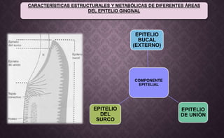 CARACTERÍSTICAS ESTRUCTURALES Y METABÓLICAS DE DIFERENTES ÁREAS
DEL EPITELIO GINGIVAL
COMPONENTE
EPITELIAL
EPITELIO
BUCAL
(EXTERNO)
EPITELIO
DE UNIÓN
EPITELIO
DEL
SURCO
 