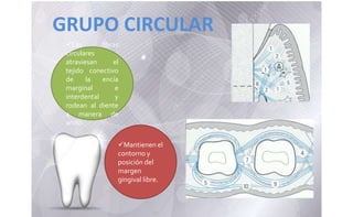 GRUPO CIRCULAR
Las fibras
circulares
atraviesan el
tejido conectivo
de la encía
marginal e
interdental y
rodean al diente
a manera de
anillo.
Mantienen el
contorno y
posición del
margen
gingival libre.
 