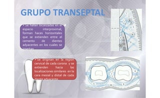 Se hallan localizadas en el
espacio interproximal,
forman haces horizontales
que se extienden entre el
cemento de dientes
adyacentes en los cuales se
insertan
Se originan en la region
cervical de cada corona y se
extienden hacia las
localizaciones similares en la
cara mesial y distal de cada
diente adyacente.
GRUPO TRANSEPTAL
 