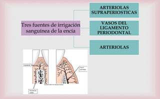 Tres fuentes de irrigación
sanguínea de la encía
ARTERIOLAS
SUPRAPERIOSTICAS
VASOS DEL
LIGAMENTO
PERIODONTAL
ARTERIOLAS
 