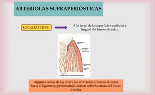 ARTERIOLAS SUPRAPERIOSTICAS
A lo largo de la superficie vestibular y
lingual del hueso alveolar.
LOCALIZACION:
Algunas ramas de las arteriolas atraviesan el hueso alveolar
hacia el ligamento periodontal o corren sobre la cresta del hueso
alveolar.
 