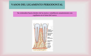VASOS DEL LIGAMENTO PERIODONTAL
Se extienden hacia dentro de la encía y establecen anastomosis con
capilares en el área del surco.
 