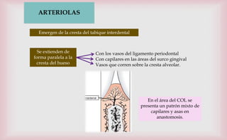 ARTERIOLAS
Emergen de la cresta del tabique interdental
Se extienden de
forma paralela a la
cresta del hueso
Con los vasos del ligamento periodontal
Con capilares en las áreas del surco gingival
Vasos que corren sobre la cresta alveolar.
En el área del COL se
presenta un patrón mixto de
capilares y asas en
anastomosis.
 