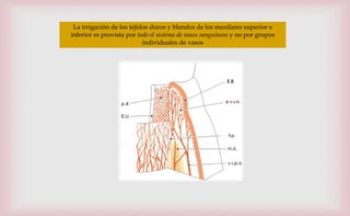 La irrigación de los tejidos duros y blandos de los maxilares superior e
inferior es provista por todo el sistema de vasos sanguíneos y no por grupos
individuales de vasos
 