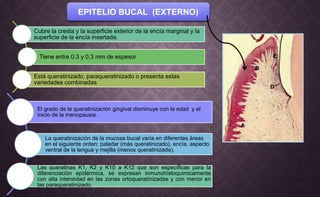 EPITELIO BUCAL (EXTERNO)
Cubre la cresta y la superficie exterior de la encía marginal y la
superficie de la encía insertada.
Tiene entre 0.3 y 0.3 mm de espesor
Está queratinizado, paraqueratinizado o presenta estas
variedades combinadas
El grado de la queratinización gingival disminuye con la edad y el
inicio de la menopausia.
La queratinización de la mucosa bucal varía en diferentes áreas
en el siguiente orden: paladar (más queratinizado), encía, aspecto
ventral de la lengua y mejilla (menos queratinizada).
Las queratinas K1, K2 y K10 a K12 que son específicas para la
diferenciación epidérmica, se expresan inmunohístoquímicarnente
con alta intensidad en las zonas ortoqueratínizadas y con menor en
las paraqueratinizado.
 