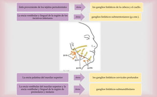 linfa proveniente de los tejidos periodontales drena los ganglios linfáticos de la cabeza y el cuello.
La encía vestibular y lingual de la región de los
incisivos inferiores
drena ganglios linfáticos submentonianos (g.s.me.).
La encía palatina del maxilar superior drena los ganglios linfáticos cervicales profundos
La encía vestibular del maxilar superior y la
encía vestibular y lingual de la región de
premolares y molares
drena ganglios linfáticos submandibulares
 