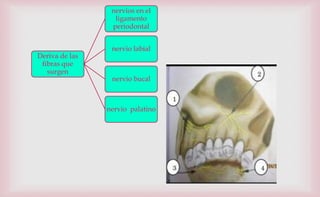 Deriva de las
fibras que
surgen
nervios en el
ligamento
periodontal
nervio labial
nervio bucal
nervio palatino
 