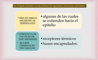En el tejido conectivo se encuentran las siguientes estructuras nerviosas:
•algunas de las cuales
se extienden hacia el
epitelio
* RED DE FIBRAS
ARGIROFILAS
TERMINALES
•receptores térmicos
•husos encapsulados.
* CORPÚSCULOS
TÁCTILES DE
TIPO MEISSNER
* BULBOS
TERMINALES
TIPO KRAUSE
 