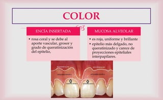 
COLOR
ENCÍA INSERTADA
• rosa coral y se debe al
aporte vascular, grosor y
grado de queratinización
del epitelio,
MUCOSA ALVEOLAR
• es roja, uniforme y brillante
• epitelio más delgado, no
queratinizado y carece de
proyecciones epiteliales
interpapilares.
 