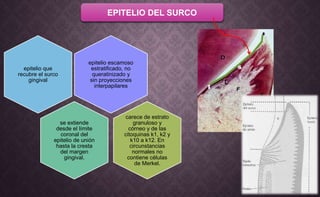 EPITELIO DEL SURCO
epitelio escamoso
estratificado, no
queratinizado y
sin proyecciones
interpapilares
epitelio que
recubre el surco
gingival
se extiende
desde el límite
coronal del
epitelio de unión
hasta la cresta
del margen
gingival.
carece de estrato
granuloso y
córneo y de las
citoquinas k1, k2 y
k10 a k12. En
circunstancias
normales no
contiene células
de Merkel.
 
