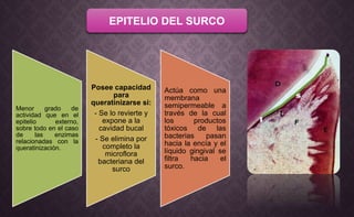 EPITELIO DEL SURCO
Menor grado de
actividad que en el
epitelio externo,
sobre todo en el caso
de las enzimas
relacionadas con la
queratinización.
Posee capacidad
para
queratinizarse si:
- Se lo revierte y
expone a la
cavidad bucal
- Se elimina por
completo la
microflora
bacteriana del
surco
Actúa como una
membrana
semipermeable a
través de la cual
los productos
tóxicos de las
bacterias pasan
hacia la encía y el
líquido gingival se
filtra hacia el
surco.
 