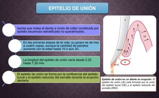EPITELIO DE UNIÓN
Epitelio de unión en un diente en erupción. El
epitelio de unión (JE) está formado por la unión
del epitelio bucal (OE) y el epitelio reducido del
esmalte (REE).
banda que rodea al diente a modo de collar constituida por
epitelio escamoso estratificado no queratinizado.
En las primeras etapas de la vida, su grosor es de tres
a cuatro capas, aunque la cantidad de estratos
aumenta con la edad hasta 10 o aún 20.
La longitud del epitelio de unión varía desde 0.25
hasta 1.35 mm.
El epitelio de unión se forma por la confluencia del epitelio
bucal y el epitelio reducido del esmalte durante la erupción
dentaria
 
