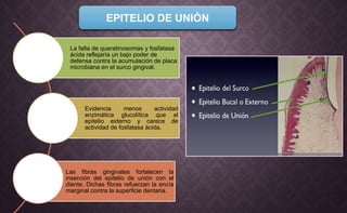La falta de queratinosomas y fosfatasa
ácida reflejaría un bajo poder de
defensa contra la acumulación de placa
microbiana en el surco gingival.
Evidencia menos actividad
enzimática glucolítica que el
epitelio externo y carece de
actividad de fosfatasa ácida.
Las fibras gingivales fortalecen la
inserción del epitelio de unión con el
diente. Dichas fibras refuerzan la encía
marginal contra la superficie dentaria.
EPITELIO DE UNIÓN
 