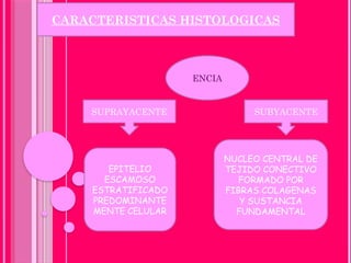 PERIODONCIA anatomía [Autoguardado].pptx