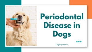 Periodontal
Disease in
Dogs
DogExpress.In
 