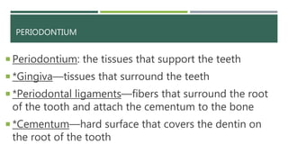PERIODONTIUM
 Periodontium: the tissues that support the teeth
 *Gingiva—tissues that surround the teeth
 *Periodontal ligaments—fibers that surround the root
of the tooth and attach the cementum to the bone
 *Cementum—hard surface that covers the dentin on
the root of the tooth
 