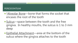 PERIODONTIUM
 *Alveolar Bone—bone that forms the socket that
encases the root of the tooth
 Sulcus—space between the tooth and the free
gingiva. In healthy mouths, the sulcus is 1 to 3 mm
deep
 Epithelial Attachment—area at the bottom of the
sulcus where the gingiva attaches to the tooth
 