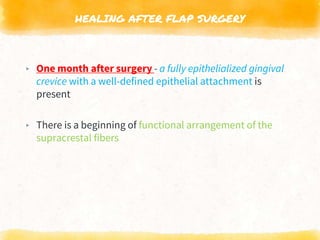 HEALING AFTER FLAP SURGERY
▸ One month after surgery - a fully epithelialized gingival
crevice with a well-defined epithelial attachment is
present
▸ There is a beginning of functional arrangement of the
supracrestal fibers
 