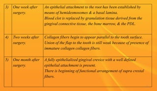 3) One week after
surgery.
An epithelial attachment to the root has been established by
means of hemidesmosomes & a basal lamina.
Blood clot is replaced by granulation tissue derived from the
gingival connective tissue, the bone marrow, & the PDL.
4) Two weeks after
surgery.
Collagen fibers begin to appear parallel to the tooth surface.
Union of the flap to the tooth is still weak because of presence of
immature collagen collagen fibers.
5) One month after
surgery.
A fully epithelialized gingival crevice with a well defined
epithelial attachment is present.
There is beginning of functional arrangement of supra crestal
fibers.
92
 