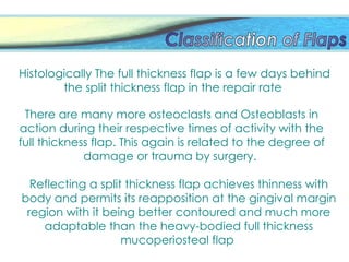 Histologically The full thickness flap is a few days behind
the split thickness flap in the repair rate
There are many more osteoclasts and Osteoblasts in
action during their respective times of activity with the
full thickness flap. This again is related to the degree of
damage or trauma by surgery.
Reflecting a split thickness flap achieves thinness with
body and permits its reapposition at the gingival margin
region with it being better contoured and much more
adaptable than the heavy-bodied full thickness
mucoperiosteal flap
 