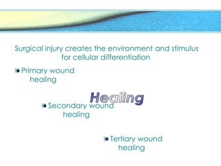 Surgical injury creates the environment and stimulus
for cellular differentiation
Primary wound
healing
Secondary wound
healing
Tertiary wound
healing
 