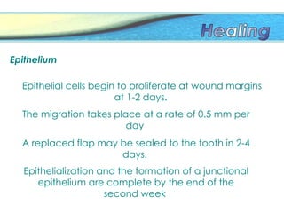 The migration takes place at a rate of 0.5 mm per
day
Epithelium
Epithelial cells begin to proliferate at wound margins
at 1-2 days.
A replaced flap may be sealed to the tooth in 2-4
days.
Epithelialization and the formation of a junctional
epithelium are complete by the end of the
second week
 