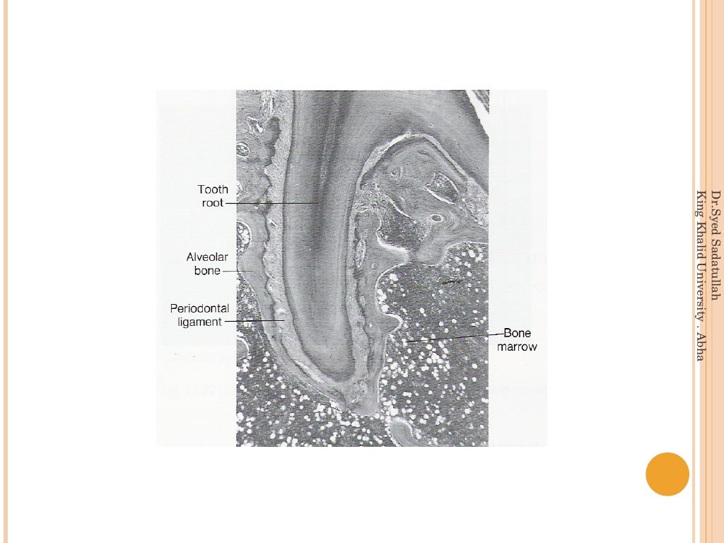 Periodontal ligament