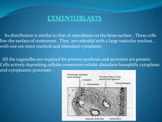 Its distribution is similar to that of osteoblasts on the bone surface . These cells
line the surface of cementum . They are cuboidal with a large vesicular nucleus ,
with one ore more nucleoli and abundant cytoplasm.
All the organelles are required for protein synthesis and secretion are present .
Cells actively depositing cellular cementum exhibit abundant basophilic cytoplasm
and cytoplasmic processes .
 