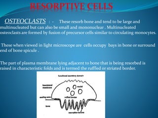 OSTEOCLASTS : - These resorb bone and tend to be large and
multinucleated but can also be small and mononuclear . Multinucleated
osteoclasts are formed by fusion of precursor cells similar to circulating monocytes.
These when viewed in light microscope are cells occupy bays in bone or surround
end of bone spicule .
The part of plasma membrane lying adjacent to bone that is being resorbed is
raised in characteristic folds and is termed the ruffled or striated border.
 