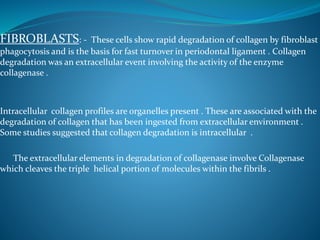 FIBROBLASTS: - These cells show rapid degradation of collagen by fibroblast
phagocytosis and is the basis for fast turnover in periodontal ligament . Collagen
degradation was an extracellular event involving the activity of the enzyme
collagenase .
Intracellular collagen profiles are organelles present . These are associated with the
degradation of collagen that has been ingested from extracellular environment .
Some studies suggested that collagen degradation is intracellular .
The extracellular elements in degradation of collagenase involve Collagenase
which cleaves the triple helical portion of molecules within the fibrils .
 
