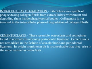 INTRACELLULAR DEGRADATION - Fibroblasts are capable of
phagocytosing collagen fibrils from extracellular environment and
degrading them inside phagolysomal bodies . Collagenase is not
involved in the intracellular phase of degradation of collagen fibrils .
CEMENTOCLASTS: - These resemble osteoclasts and sometimes
found in normally functioning periodontal ligament . Cementum is
not remodeled in the fashion of alveolar bone and periodontal
ligament . Its origin is unknown bit it is conceivable that they arise in
the same manner as osteoclasts .
 