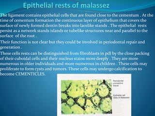 The ligament contains epithelial cells that are found close to the cementum . At the
time of cementum formation the continuous layer of epithelium that covers the
surface of newly formed dentin breaks into lacelike stands . The epithelial rests
persist as a network stands islands or tubelike structures near and parallel to the
surface of the root .
Their function is not clear but they could be involved in periodontal repair and
generation .
These cells rests can be distinguished from fibroblasts in pdl by the close packing
of their cuboidal cells and their nucleus stains more deeply . They are more
numerous in older individuals and more numerous in children . These cells may
proliferate to form cysts and tumors. These cells may undergo calcification to
become CEMENTICLES.
 