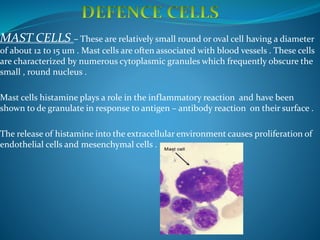 MAST CELLS – These are relatively small round or oval cell having a diameter
of about 12 to 15 um . Mast cells are often associated with blood vessels . These cells
are characterized by numerous cytoplasmic granules which frequently obscure the
small , round nucleus .
Mast cells histamine plays a role in the inflammatory reaction and have been
shown to de granulate in response to antigen – antibody reaction on their surface .
The release of histamine into the extracellular environment causes proliferation of
endothelial cells and mesenchymal cells .
 