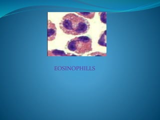 EOSINOPHILLS
 
