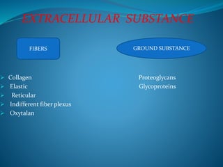 EXTRACELLULAR SUBSTANCE
 Collagen Proteoglycans
 Elastic Glycoproteins
 Reticular
 Indifferent fiber plexus
 Oxytalan
GROUND SUBSTANCEFIBERS
 