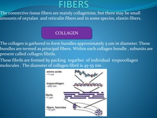 The connective tissue fibers are mainly collagenous, but there may be small
amounts of oxytalan and reticulin fibers and in some species, elastin fibers.
The collagen is gathered to form bundles approximately 5 um in diameter. These
bundles are termed as principal fibers. Within each collagen bundle , subunits are
present called collagen fibrils.
These fibrils are formed by packing togather of individual tropocollagen
molecules . The diameter of collagen fibril is 45-55 nm .
COLLAGEN
 