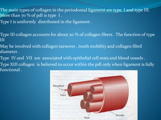 The main types of collagen in the periodontal ligament are type I and type III.
More than 70 % of pdl is type I .
Type I is uniformly distributed in the ligament .
Type III collagen accounts for about 20 % of collagen fibers . The function of type
III
May be involved with collagen turnover , tooth mobility and collagen fibril
diameter .
Type IV and VII are associated with epithelial cell rests and blood vessels .
Type XIII collagen is believed to occur within the pdl only when ligament is fully
functional .
 