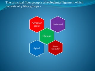 The principal fiber group is alveolodental ligament which
consists of 5 fiber groups -
Inter
radicular
Alveolar
crest
Apical
Horizontal
Oblique
 
