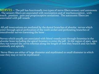 NERVES – The pdl has functionally two types of nerve fibers sensory and autonomic
. The sensory fibers are associated with nociception and of mechanoception , with
touch , pressure , pain and proprioceptive sensations . The autonomic fibers are
associated with pdl vessels .
All pdl innervations are mediated by the dental branches of alveolar nerves which
enter through apical perforation of the tooth socket and perforating branches of
interalveolar nerves traversing the bone .
Nerves which usually are associated with blood vessels pass through foramina in the
alveolar bone including the apical foramen to enter the pdl . In the region of apex apex
they run toward the cervix whereas along the length of root they branch and run both
coronally and apically .
Nerve fibers are either of large diameter and myelinated or small diameter in which
case they may or not be myelinated .
.
 