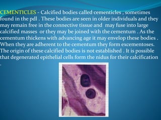 CEMENTICLES - Calcified bodies called cementicles , sometimes
found in the pdl . These bodies are seen in older individuals and they
may remain free in the connective tissue and may fuse into large
calcified masses or they may be joined with the cementum . As the
cementum thickens with advancing age it may envelop these bodies .
When they are adherent to the cementum they form excementoses.
The origin of these calcified bodies is not established . It is possible
that degenerated epithelial cells form the nidus for their calcification
.
 