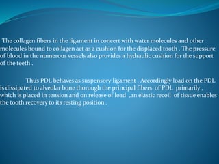 The collagen fibers in the ligament in concert with water molecules and other
molecules bound to collagen act as a cushion for the displaced tooth . The pressure
of blood in the numerous vessels also provides a hydraulic cushion for the support
of the teeth .
Thus PDL behaves as suspensory ligament . Accordingly load on the PDL
is dissipated to alveolar bone thorough the principal fibers of PDL primarily ,
which is placed in tension and on release of load ,an elastic recoil of tissue enables
the tooth recovery to its resting position .
 